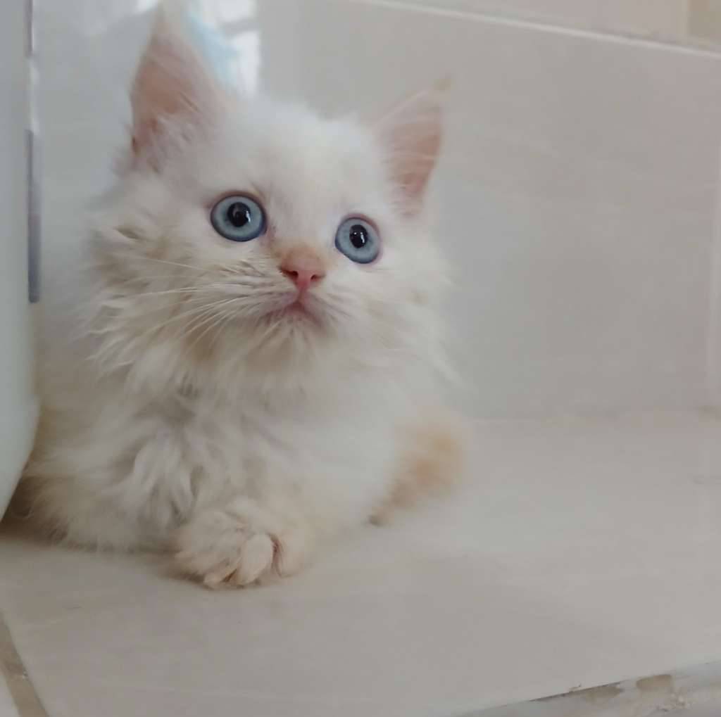 kitten-persia-medium-mix-british-long-hair-MPD7IVT56E