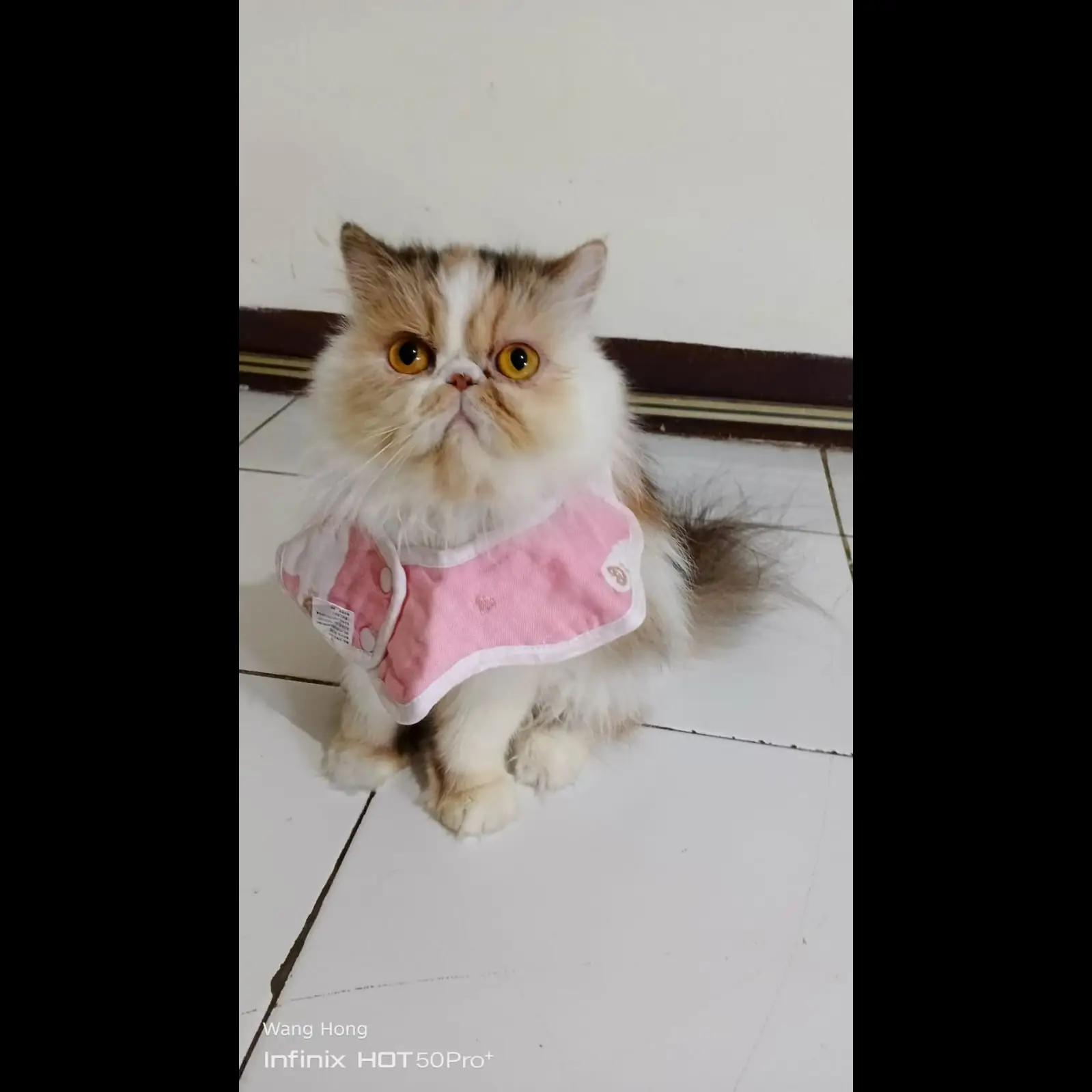 persia-peaknose-betina-2-tahun-CMS27PT6Q6