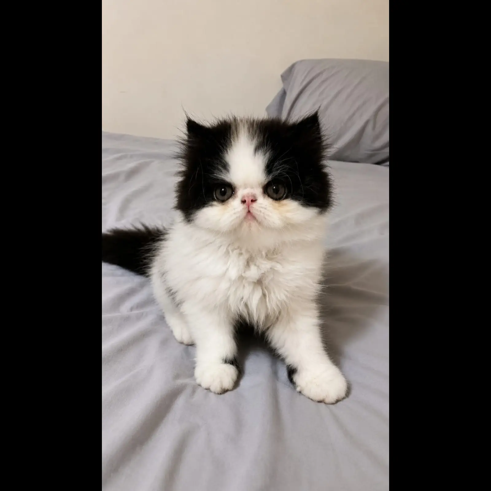 persia-peaknose-black--white-kitten-RW0NMOH3TI