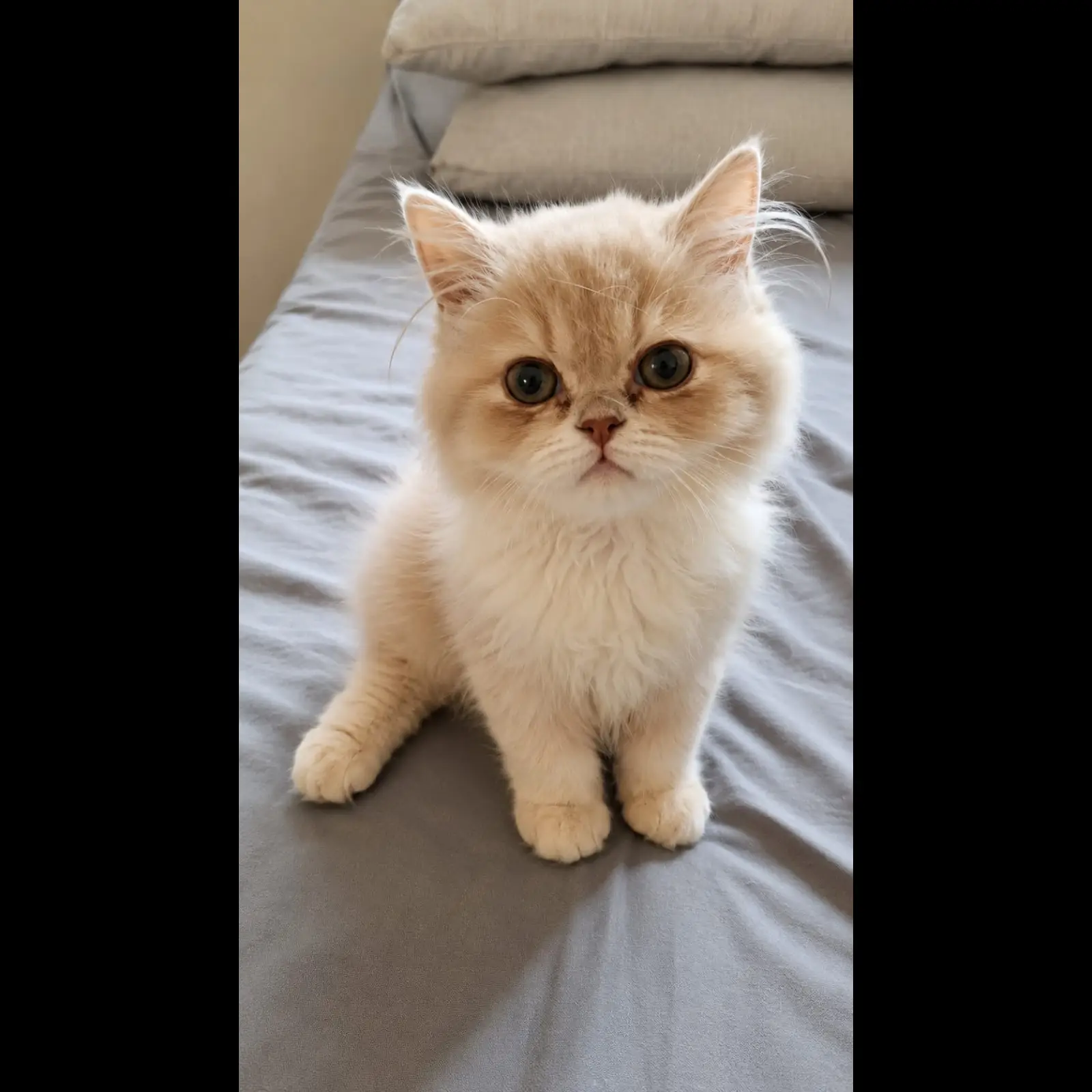 persia-peaknose-kitten-5-bulan-28TLXE4G6F