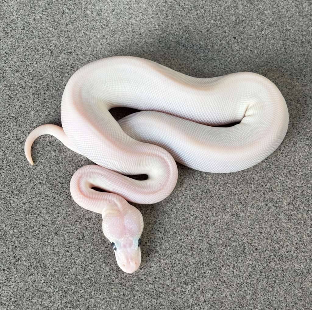 ball-python-female-leucistic-super-mojave-het-pied-3NOO4JCBGY