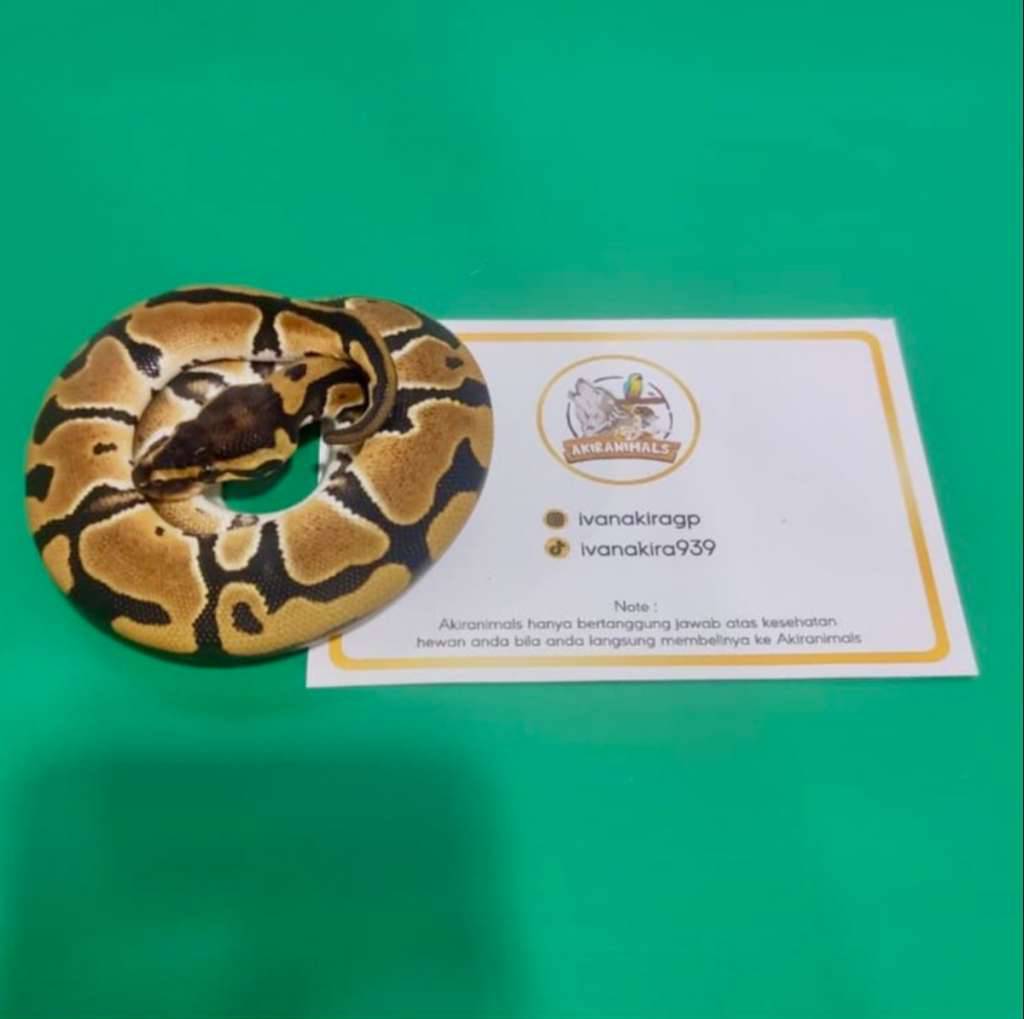 het-66-lavender-clown-pied-ball-python-250105f-ME8MVEEWG9