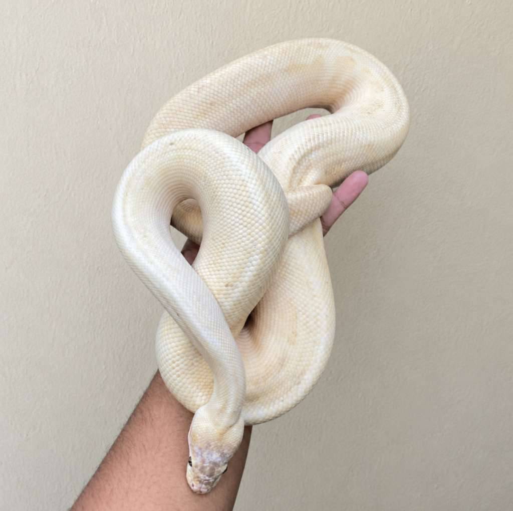fire-ivory-male-proven-K0W3ETBEAK