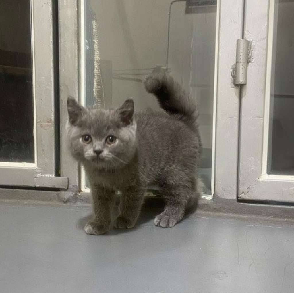 kucing-kitten-british-shorthair-bluesolid-betina-pure-4LTW0QMF4J