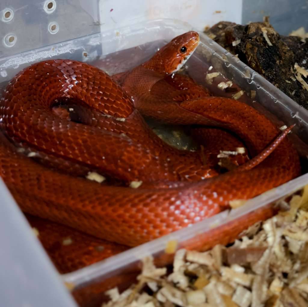 cornsnake-1amelanistik-201123---2bloodred-poss-fire-hypo-piedside-101022--40WBLH40PV