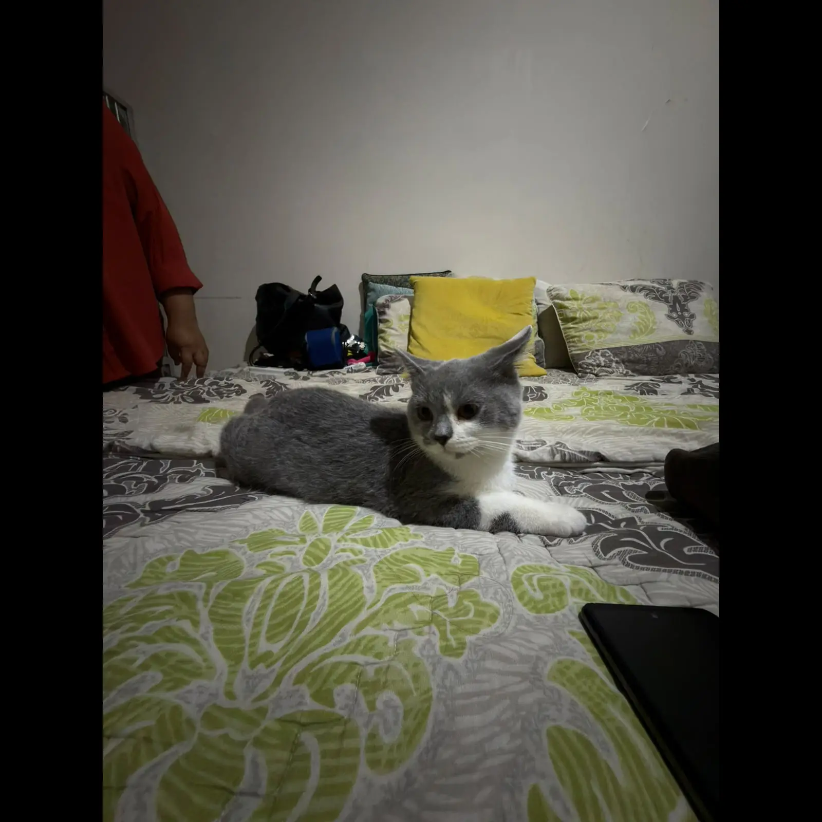 british-shorthair-male-bicolour-TMUOUP3IX5
