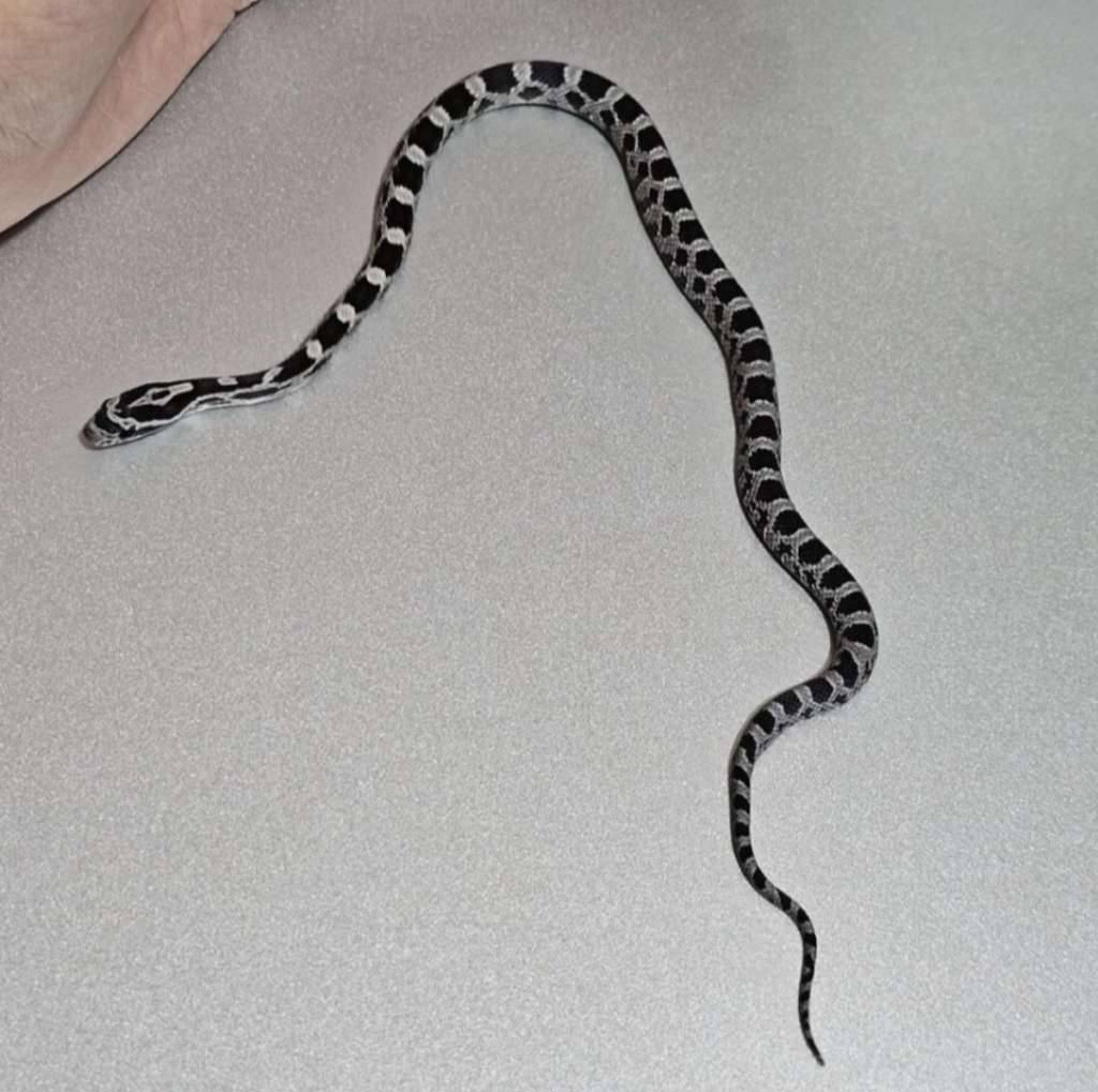 corn-snake-anery-N5T2Y9LLGC