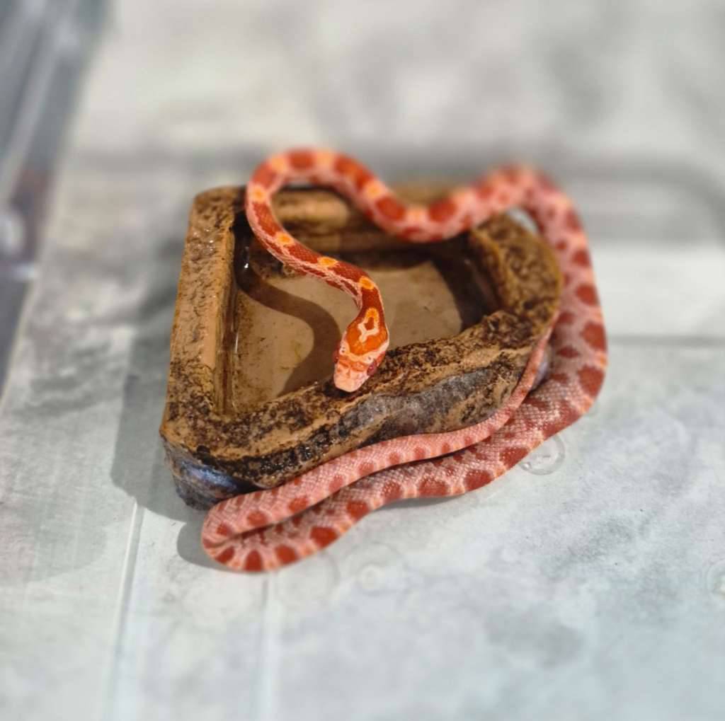 cornsnake-amelanistic-7KJZLIGD44