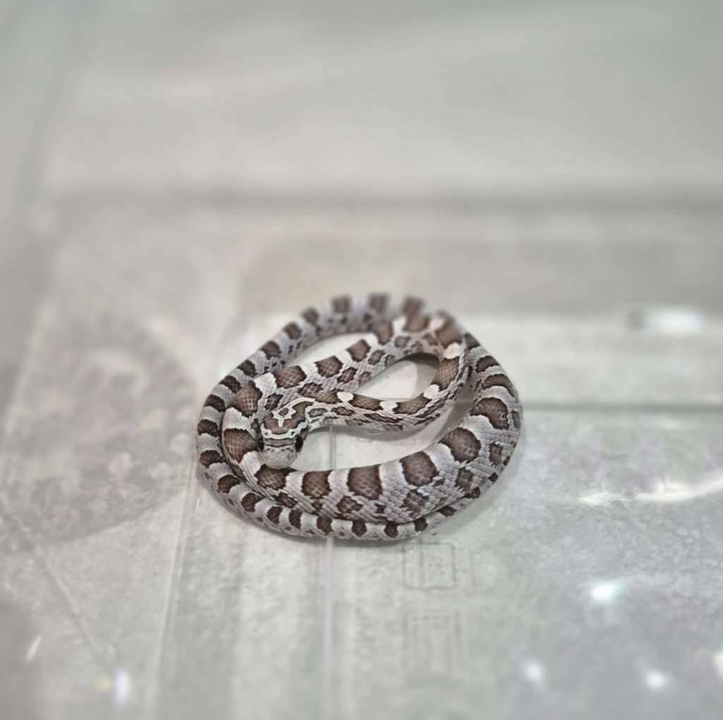 cornsnake-ghost-F0LH28AJSN