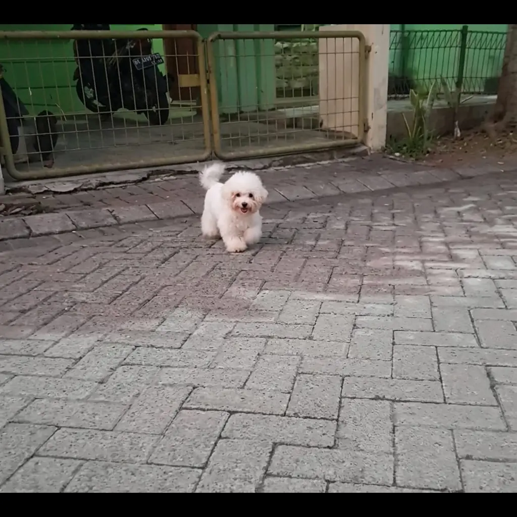 jual-super-tiny-korean-bichon-frise-betina--U3ITD74L9R