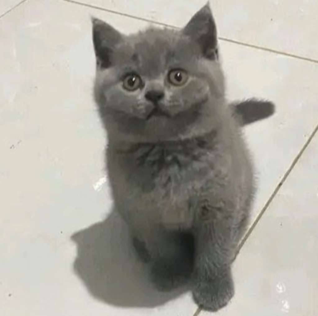 kucing-kitten-british-shorthair-bluesolid-female-pure-P3HY70ZO5U