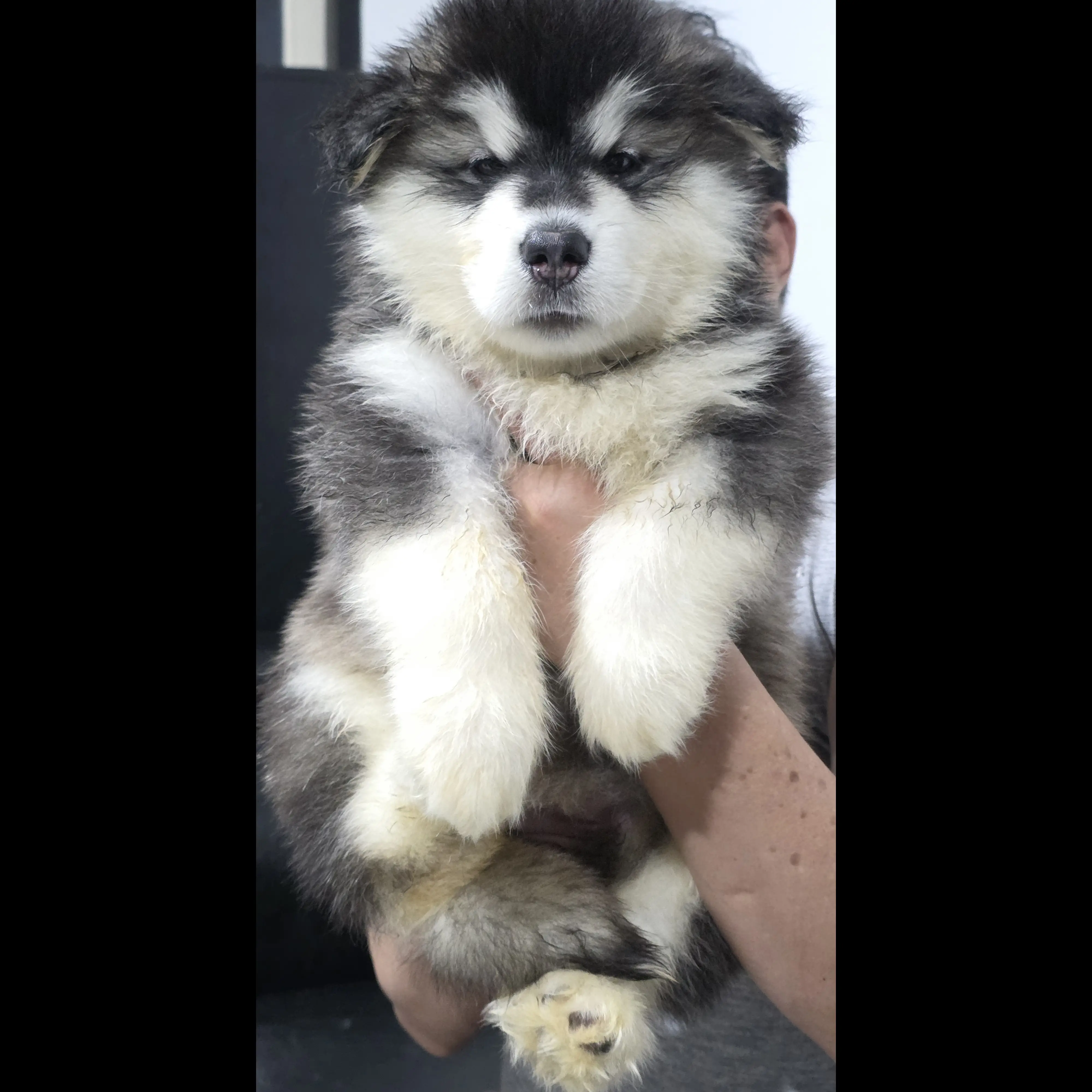 jual-alaskan-malamute-NOZFTTNEDN