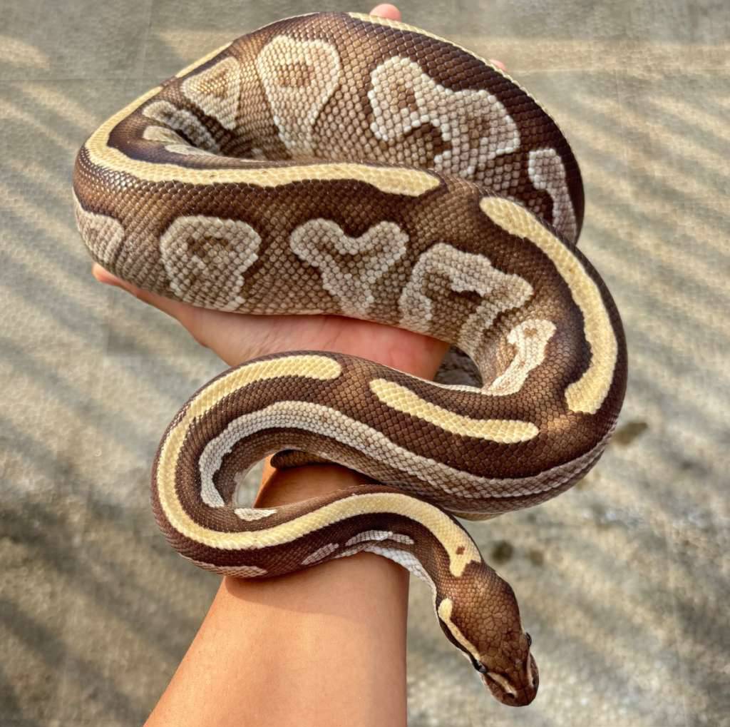 mojave-specter-proven-ETVD6VUT4S