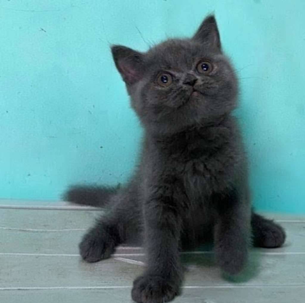kucing-kitten-british-shorthair-bluesolid-female-pure-GIZVTMTISH