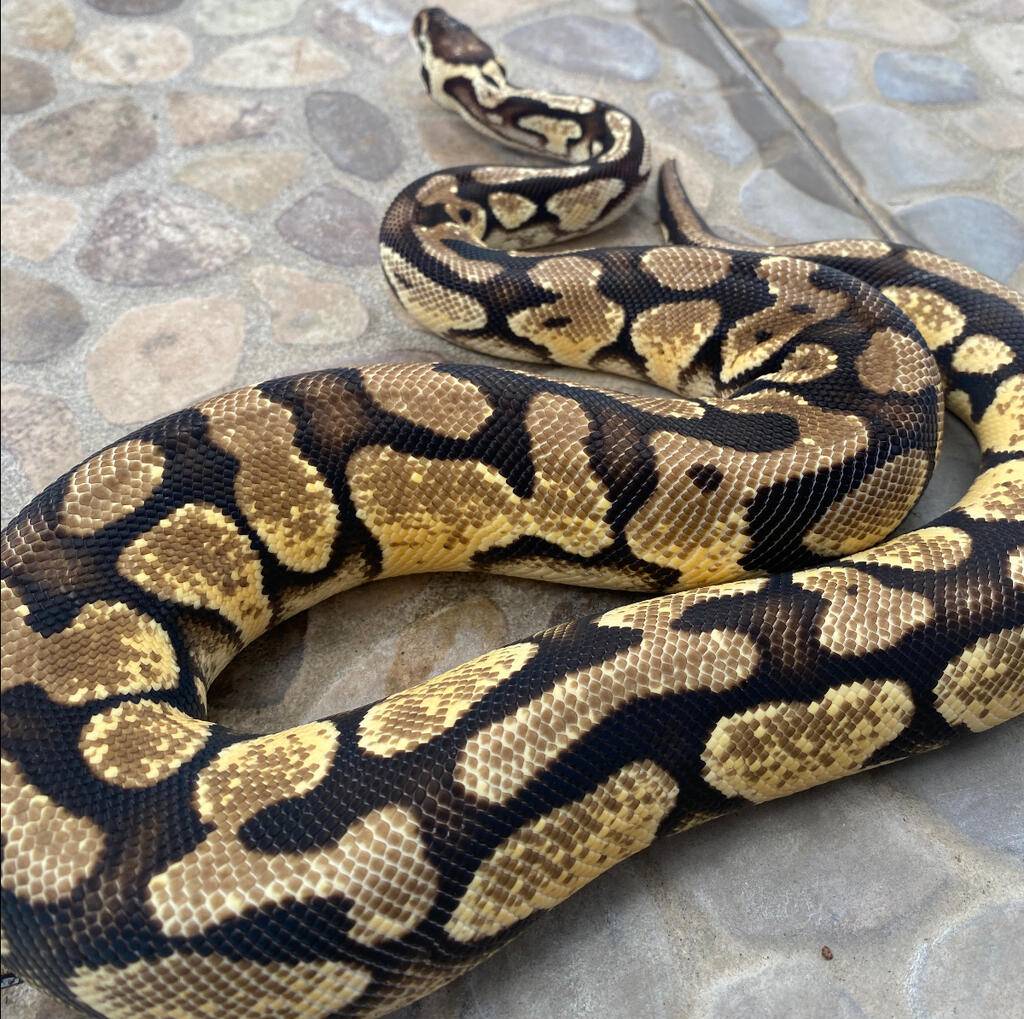 firefly-yellowbelly-female-Y9QIF6GJQ7