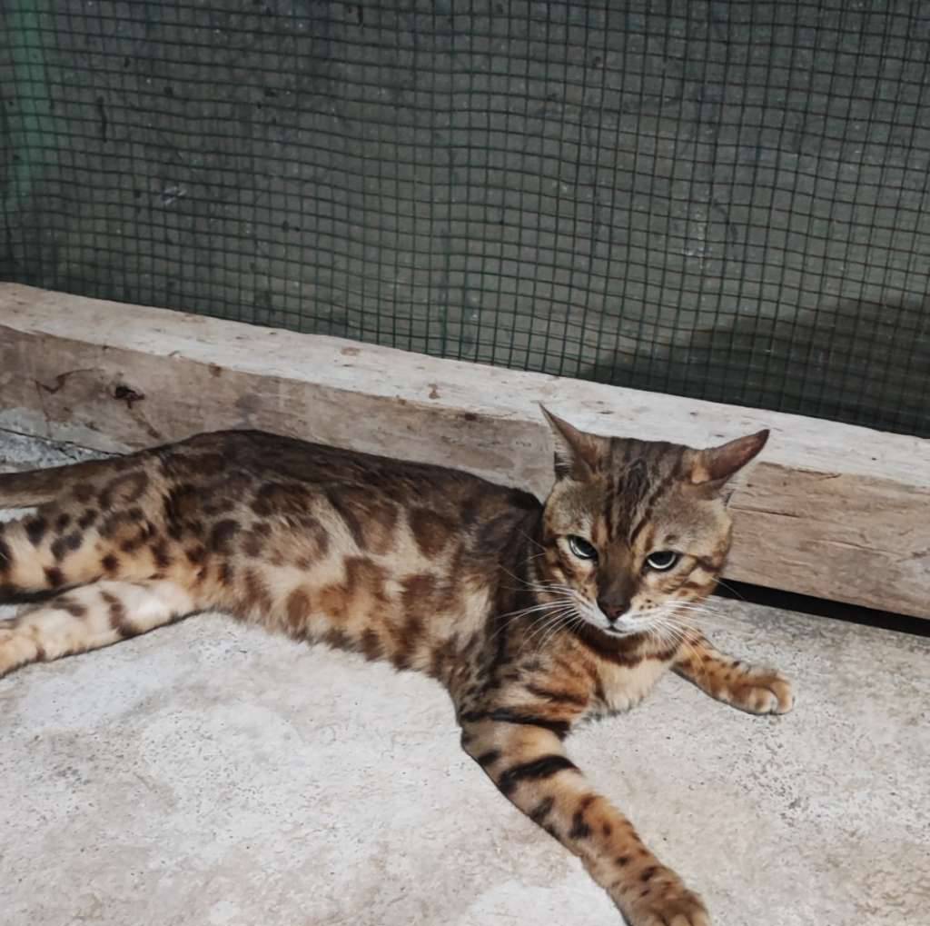 kucing-bengal-j-M9BU9DD6BU