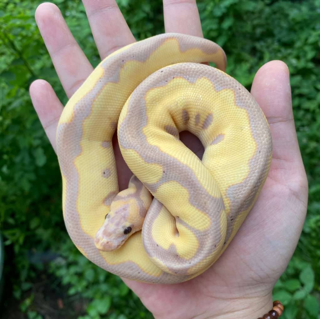 banana-leopard-clown-4IGWUUWKP9