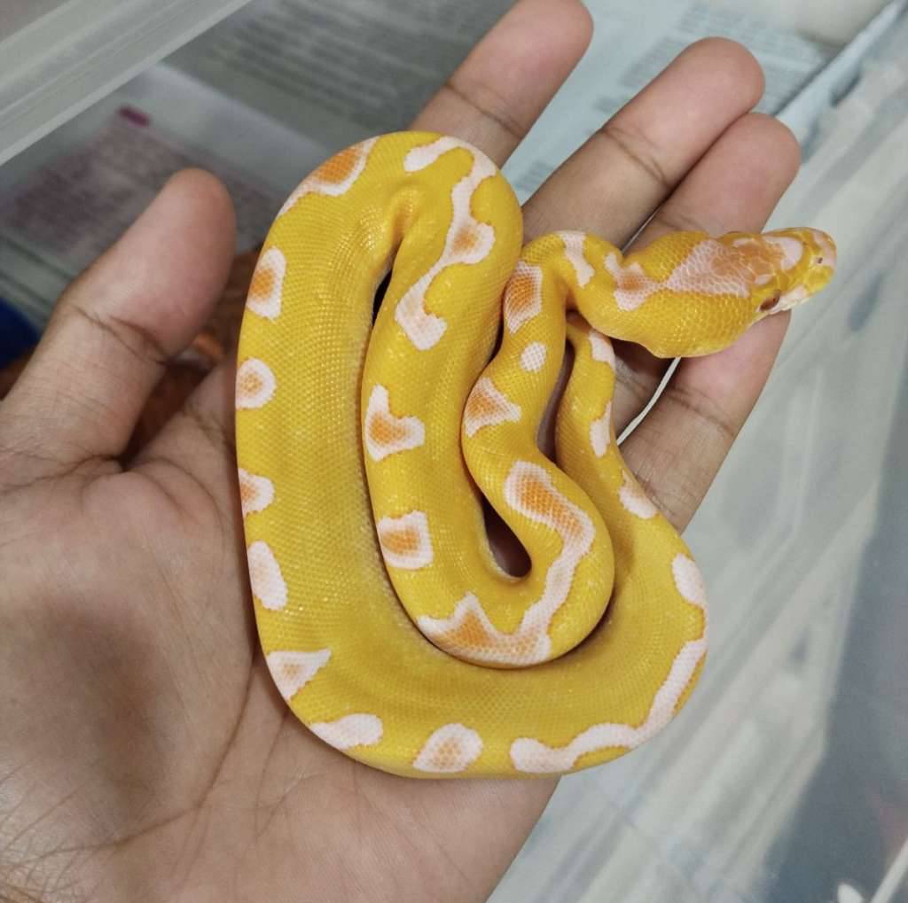 enchi-grail-YW3F3UM2QP