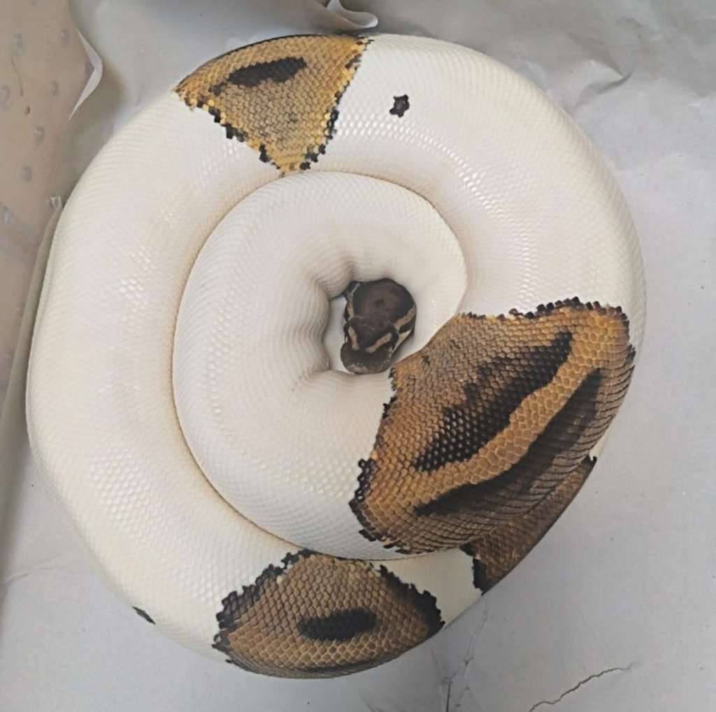 pied-female-proven-HWWHL7BQH4