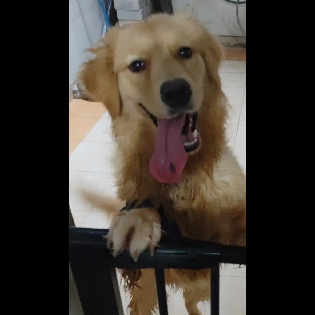 golden-retriever-big-bone-betina-stambum-9G5L4Q5KTX