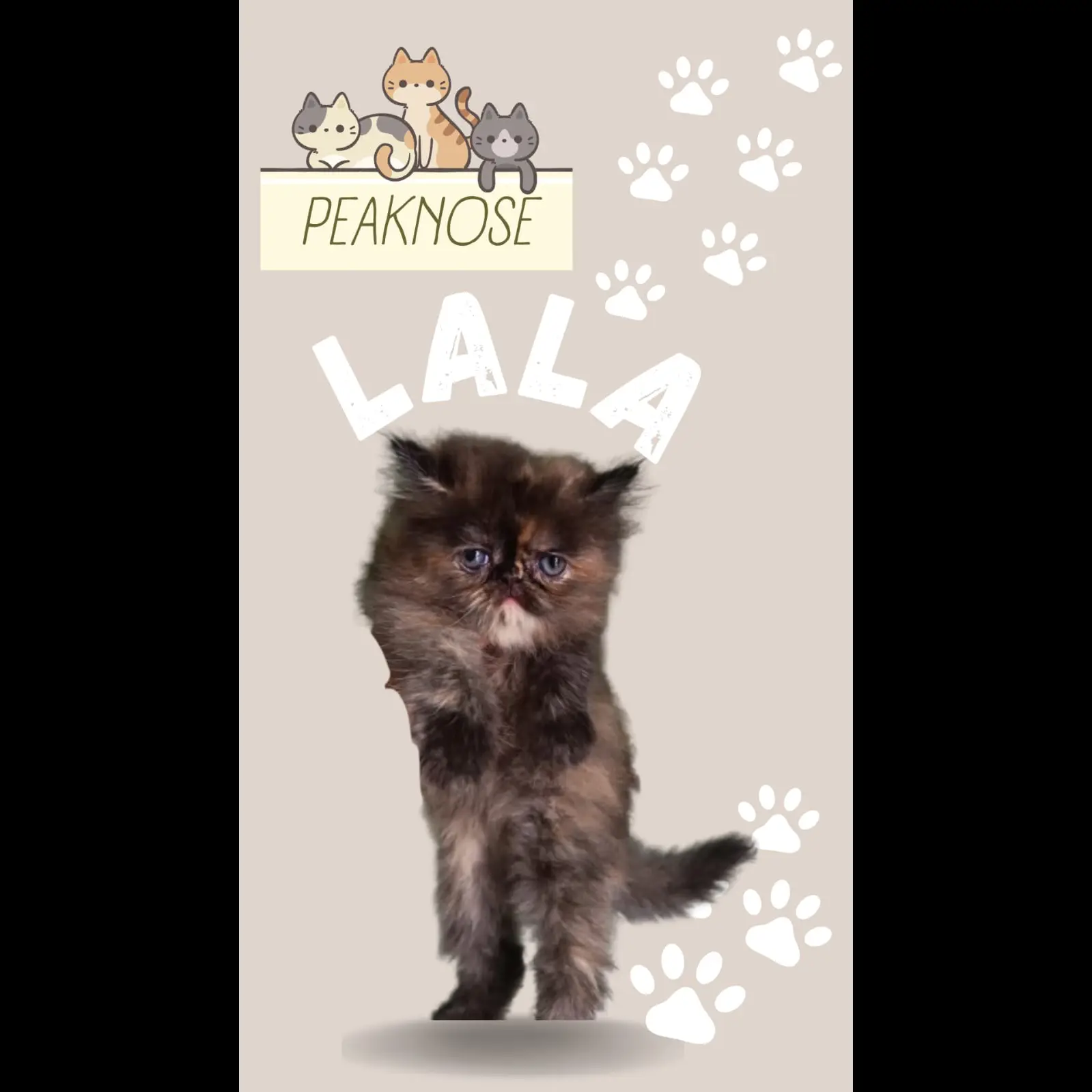 kucing-peaknose-usia-2-bukan-betina-YDDMLF811X