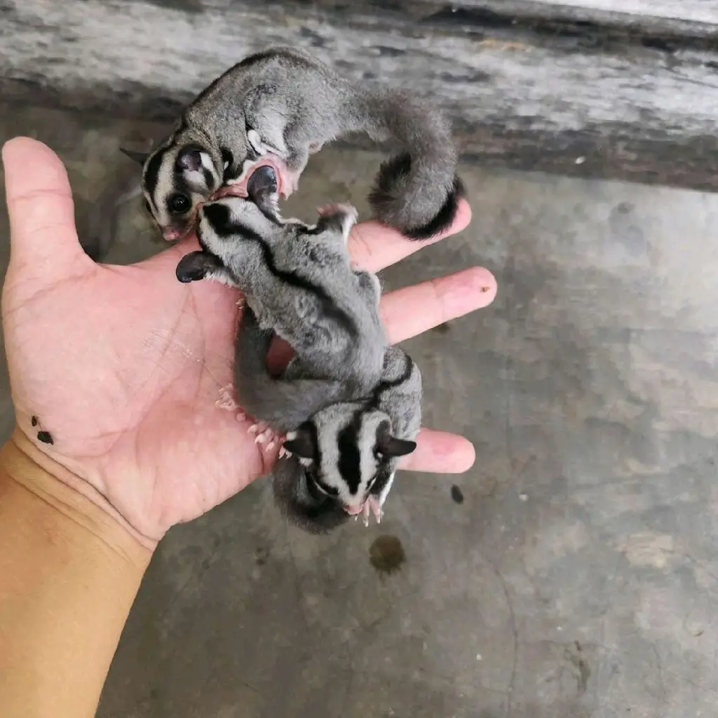 sugar-glider-classic-grey-joey-jantan-XJ5H4PH70Q