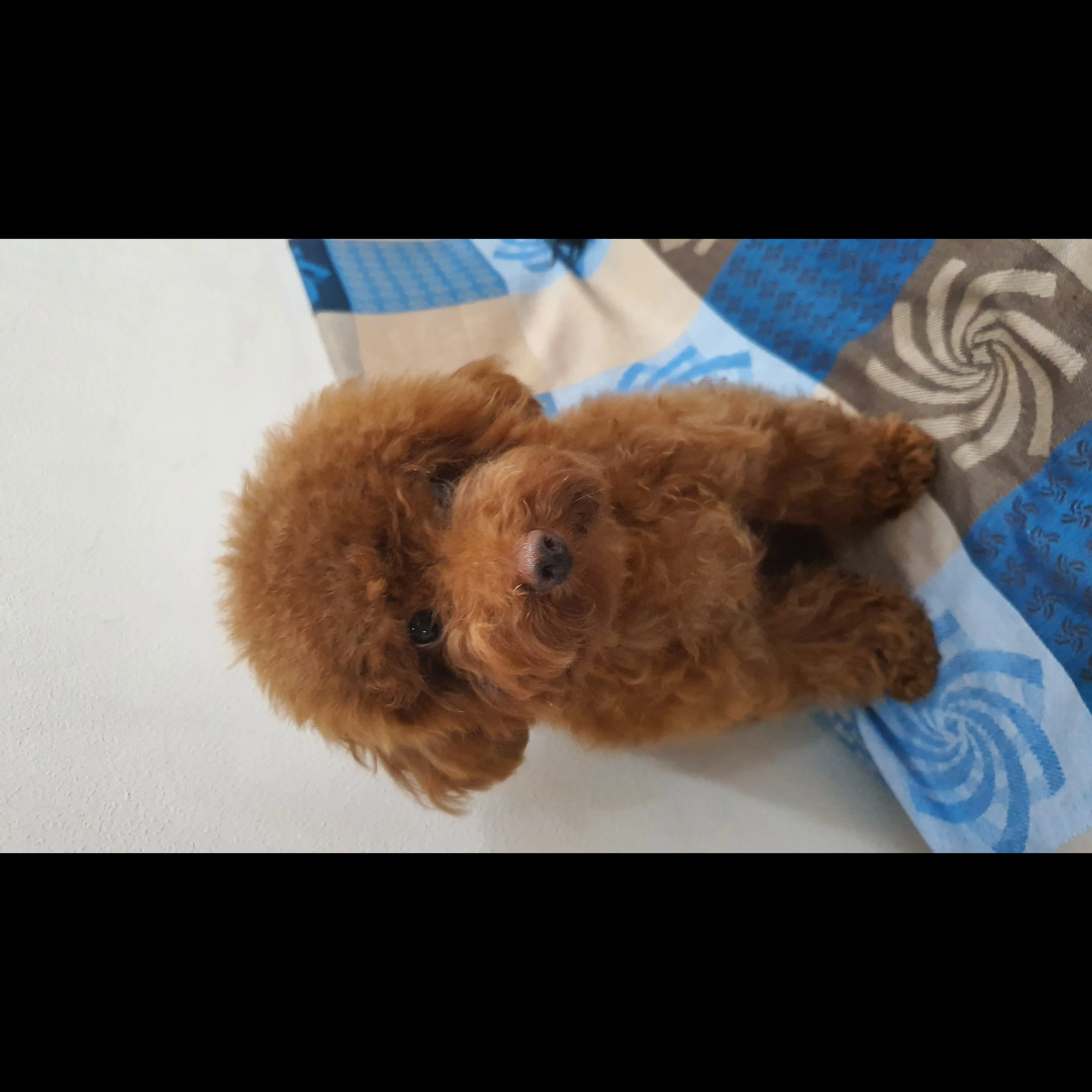 adopsi-poodle-6-bulan-jantan-04ACEPJ0NC