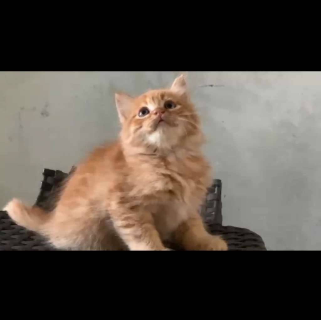 kitten-persia-medium-mix-flatnose-GCZQDUSTBS
