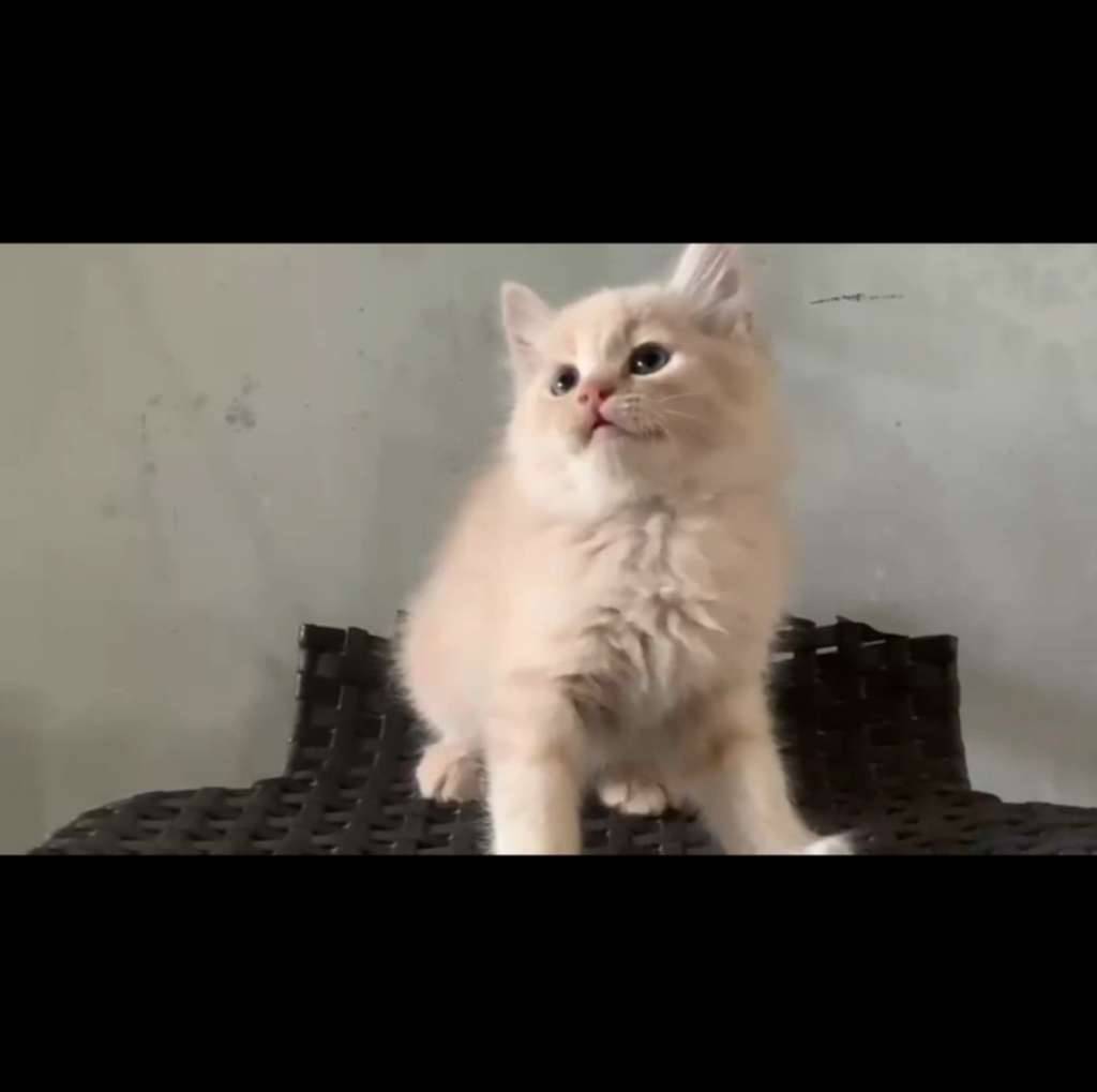 kitten-persia-medium-mix-bsh-T5SFV3MVGL