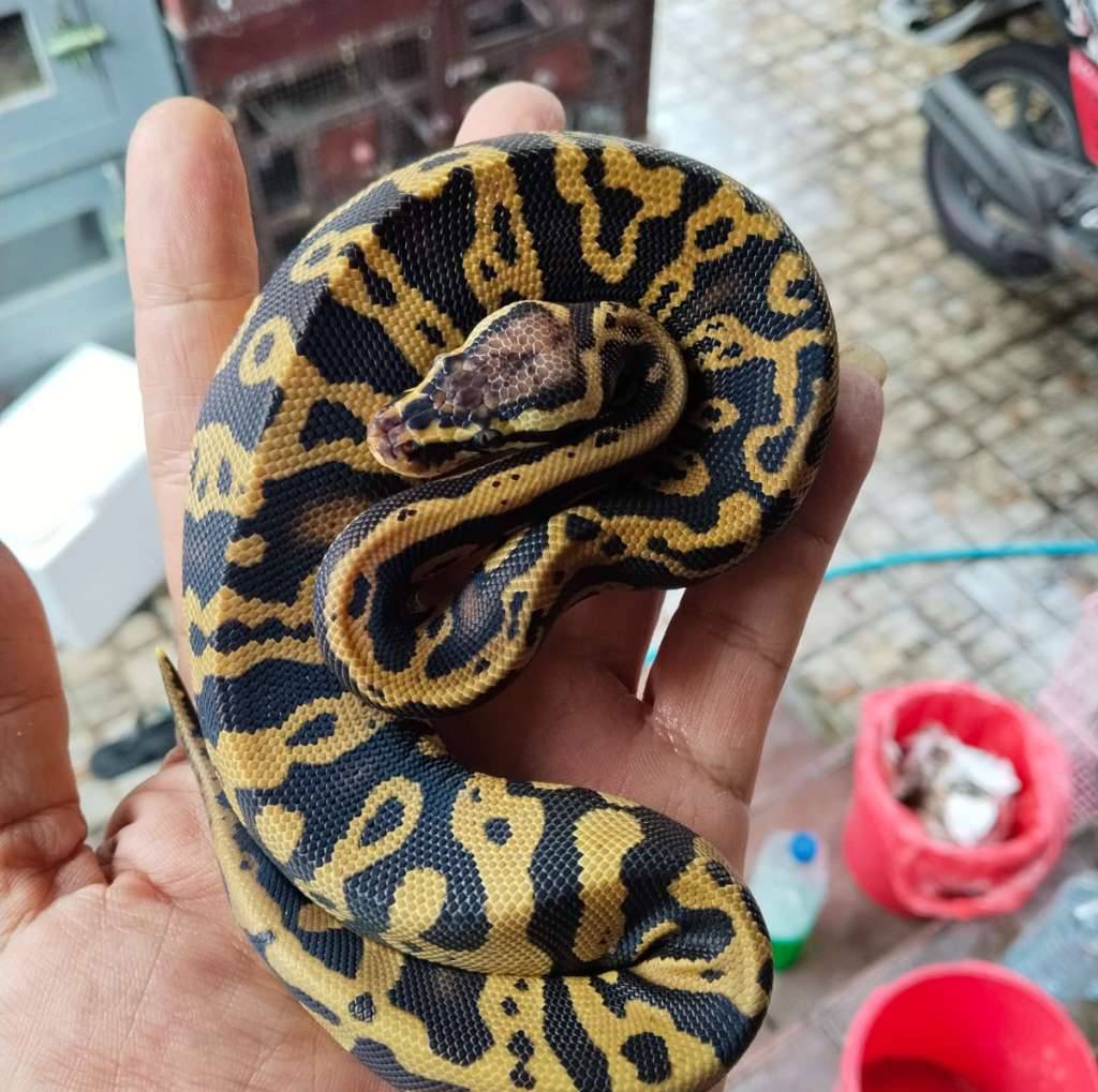 confusion-pastel-double-het-dg-clown-TWQS24QQPR