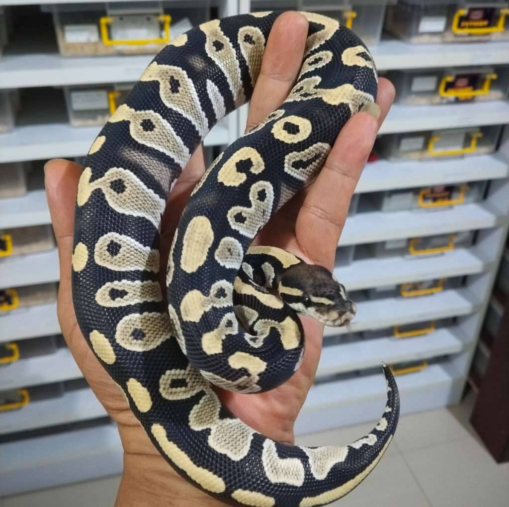 black-head-dg-pos-spotnose-F36612H585