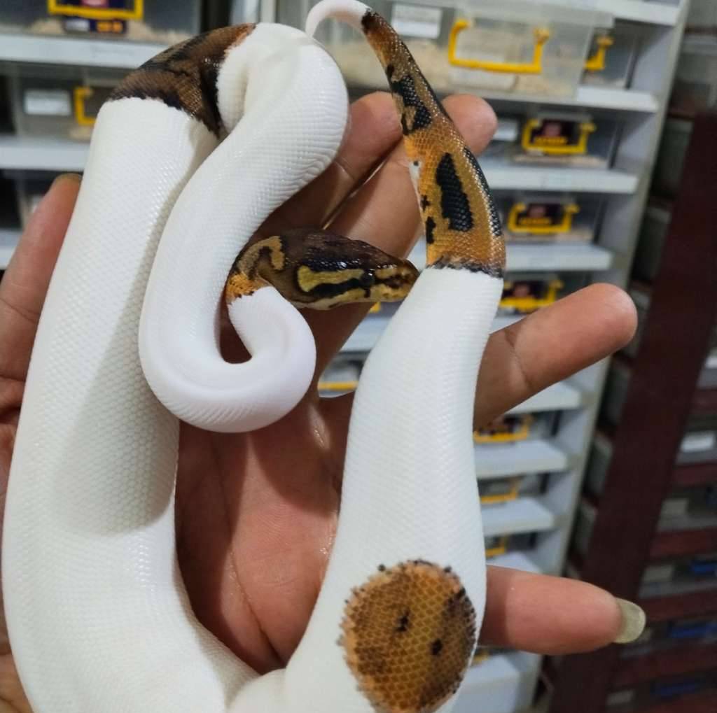 het-red-axanthic-hra-pied-1NKAMOHT0P
