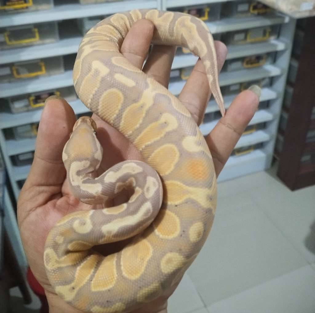 banana-ghi-het-pied-MB5LLJSAN0