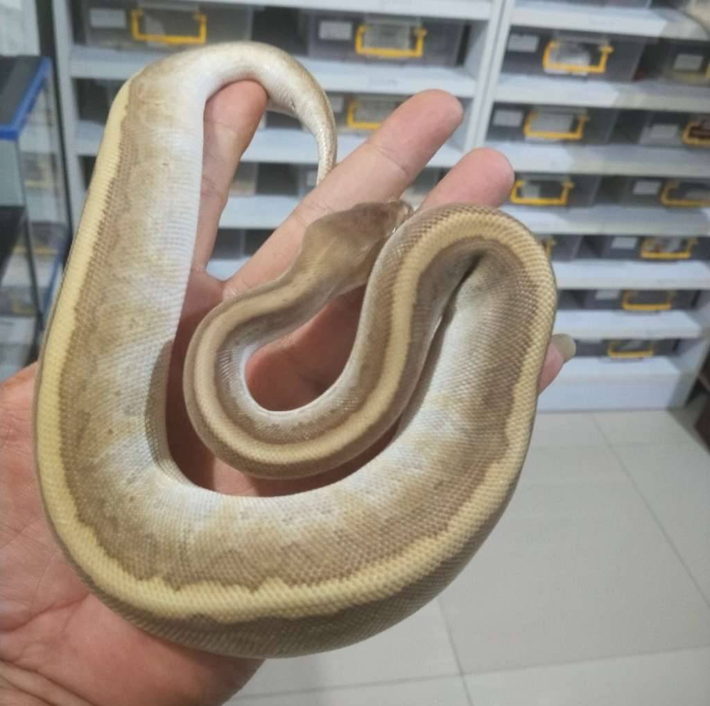 hidden-genne-womma-leopard-mojave-pinstripe-ph-sunset-9MBPN9M6XW