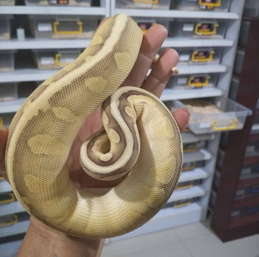 super-pastel-leser-enchi-het-pied-50-VAKEDYGVSX
