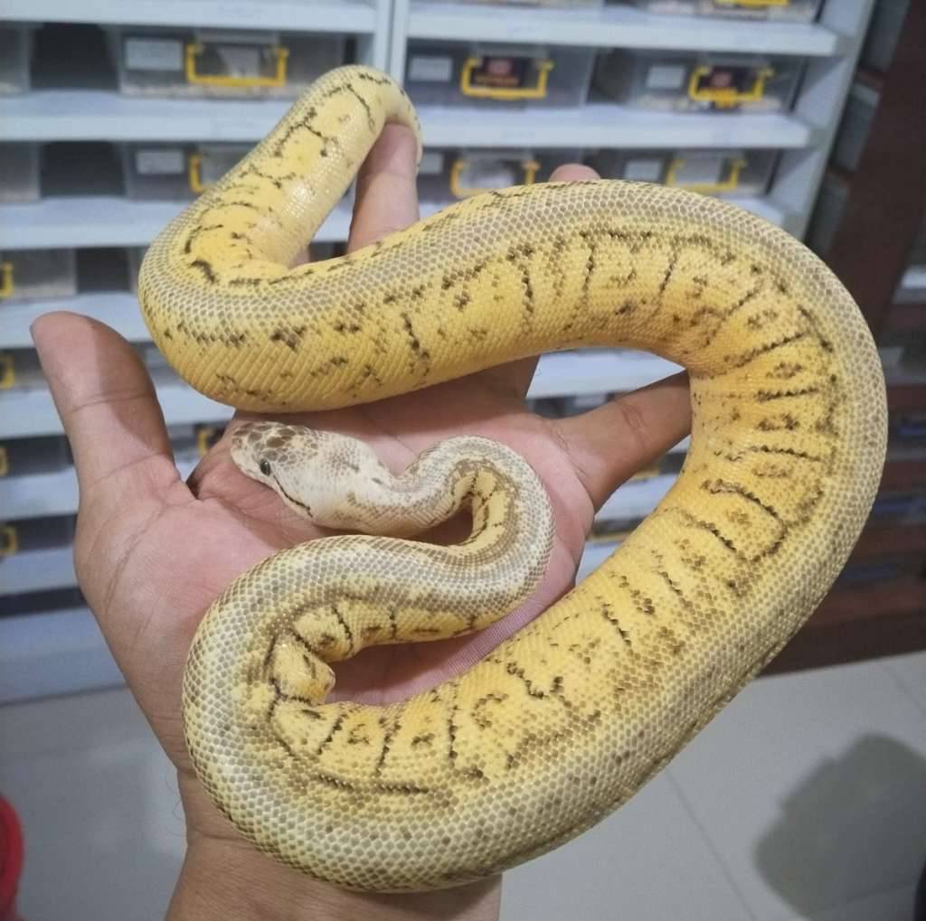 spotnose-pastel-pinstripe-yb-het-clown-SB1QJSG8X4
