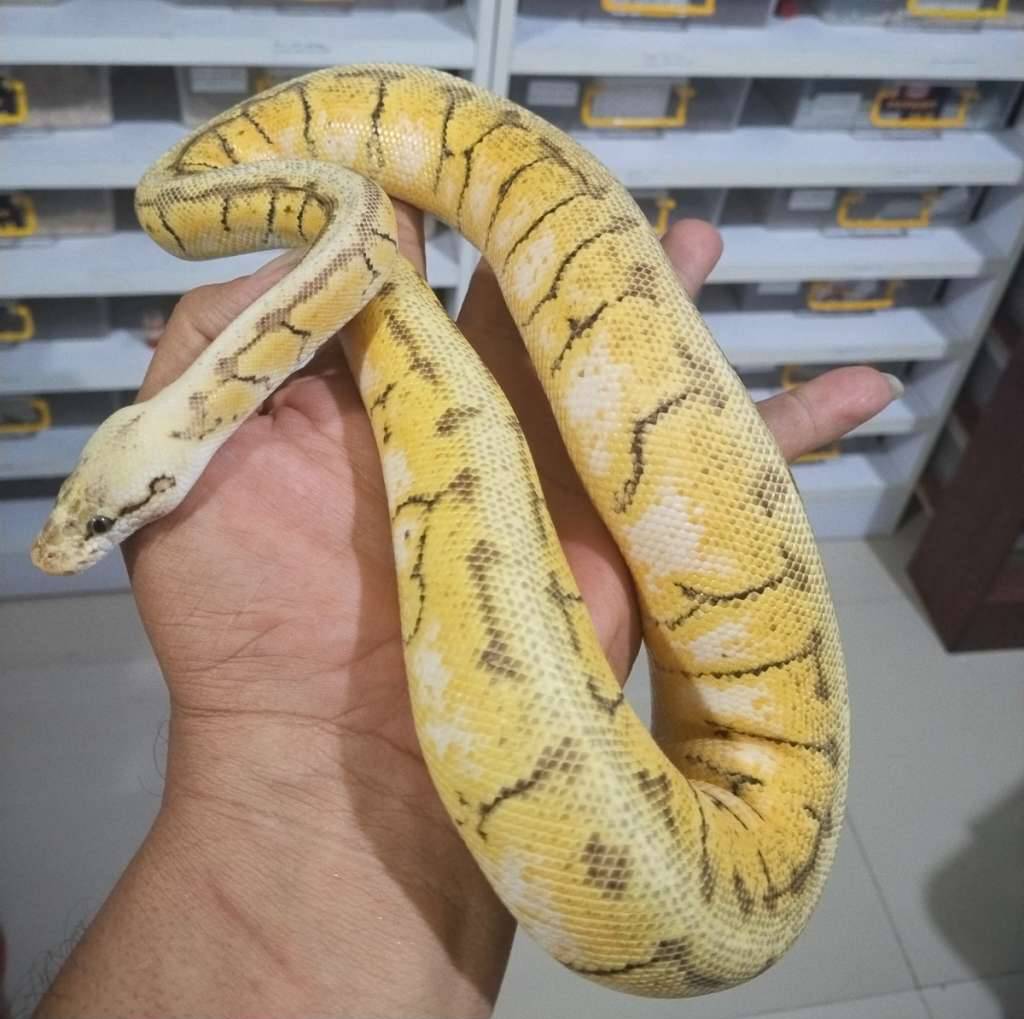 spotnose-pastel-enchi-pinstripe-yb-het-clown-HHQXBRD2H5