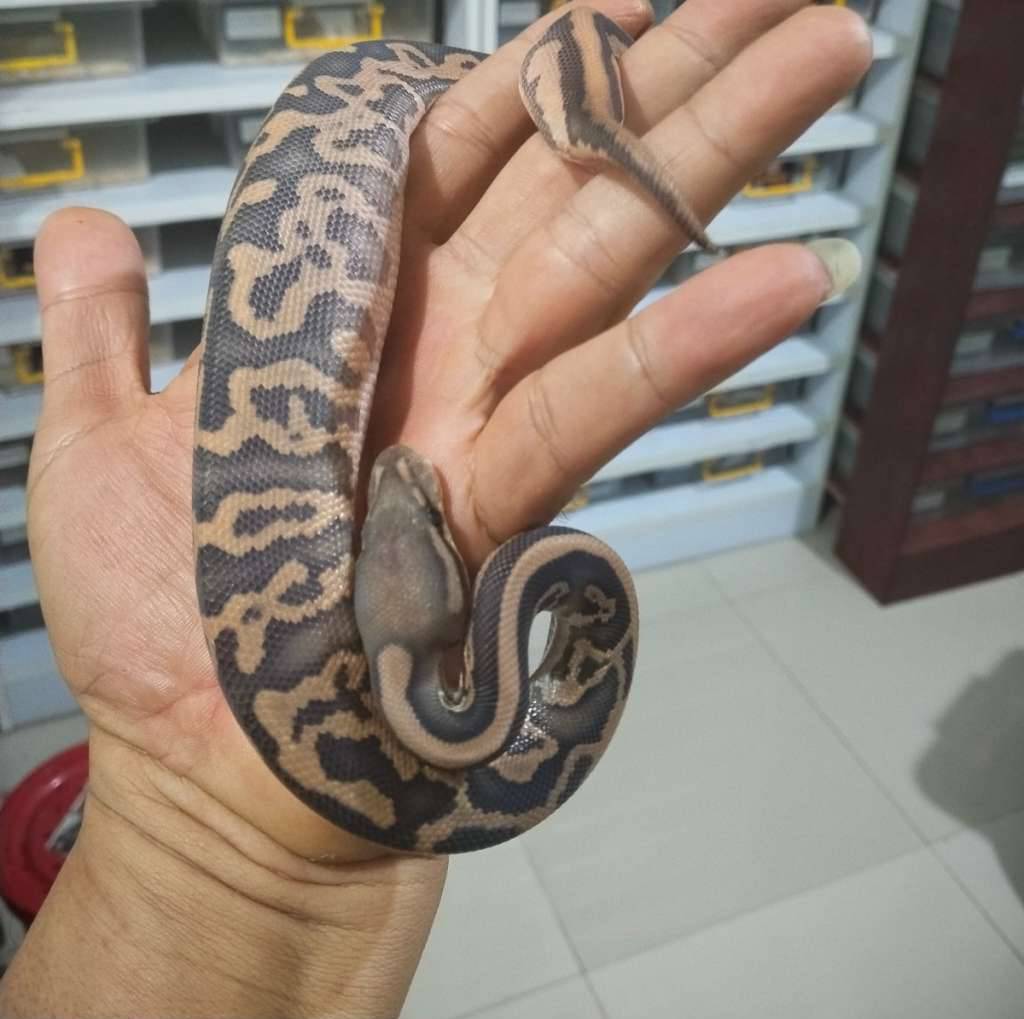 black-pastel-leopard-hypo-MRW7X3HM3Y