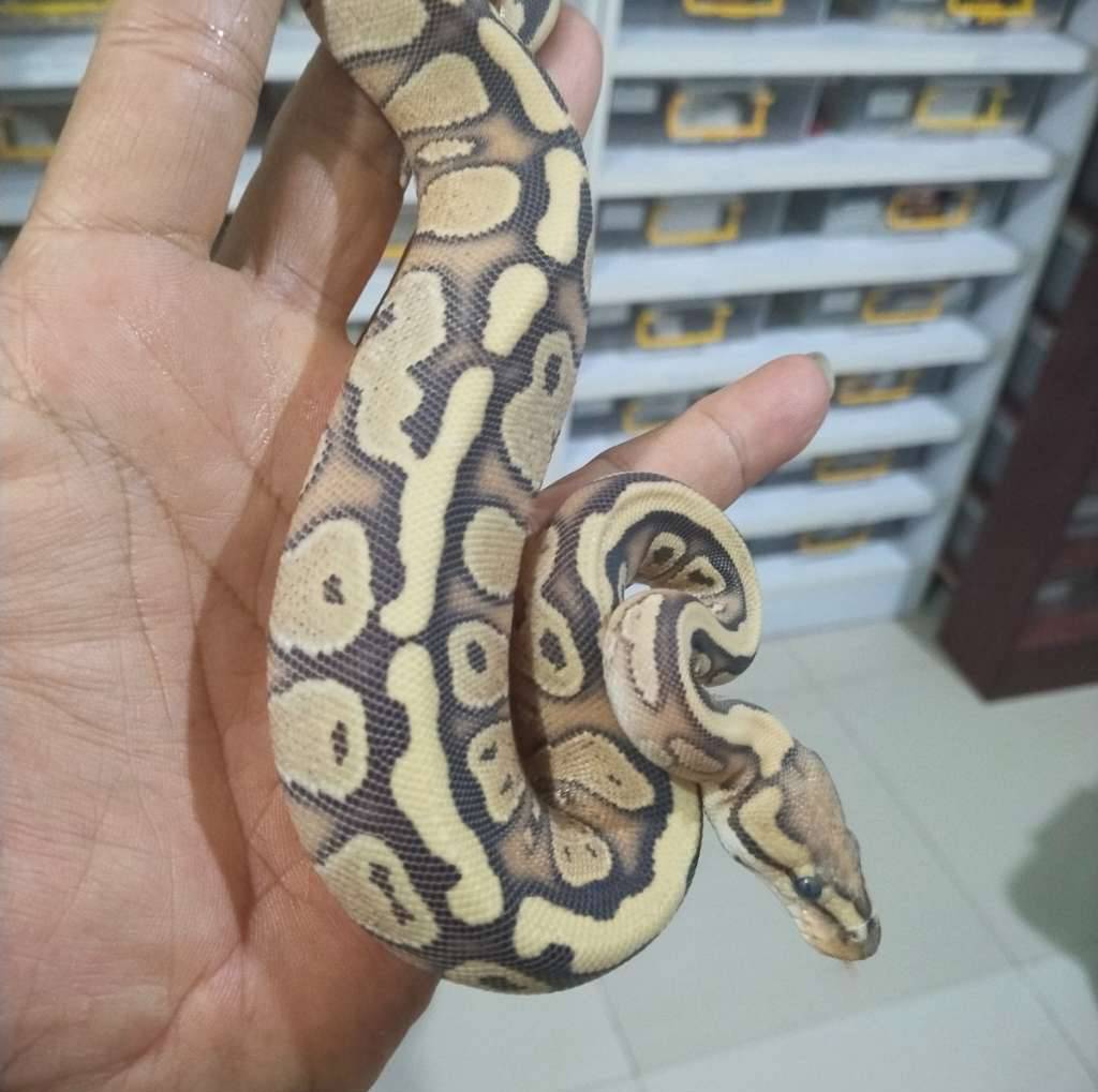 red-stripe-yb-dg-66-het-clown-QAAK46ZLST