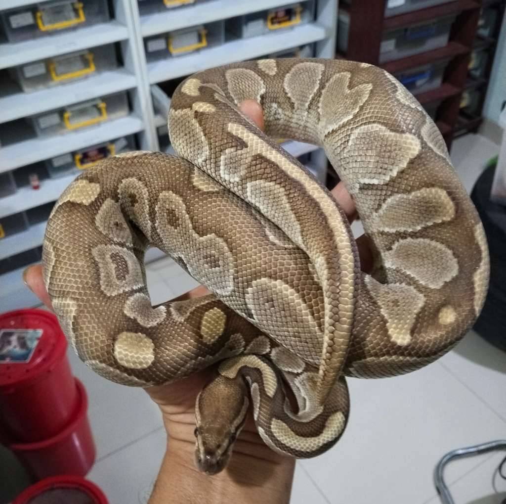 butter-adult-4KCKI56NPE