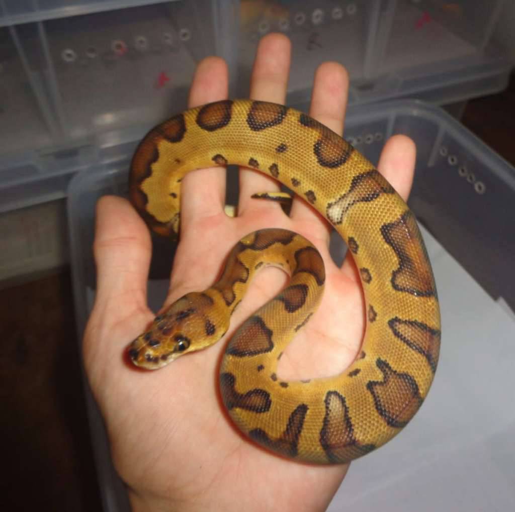 enchi-clown-ph-lavender-7BDRKL9SPQ
