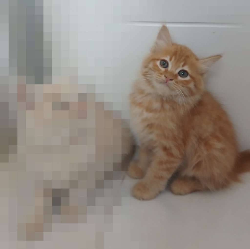 kitten-persia-medium-mix-flatnose-QW0XB1T1OQ