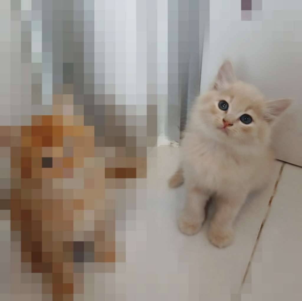 kitten-persia-medium-mix-bsh-BT8DEWQ1SY