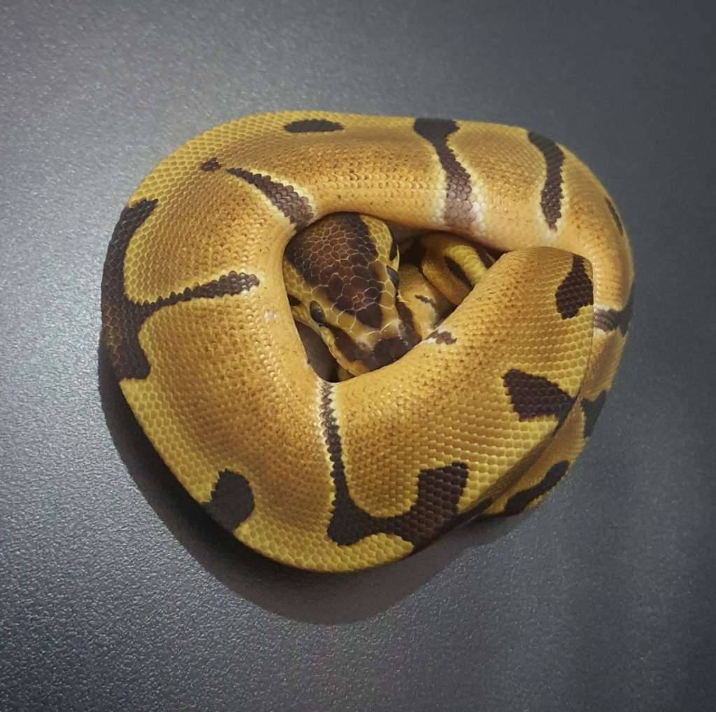 enchi-het-clown-6V7D8YD799