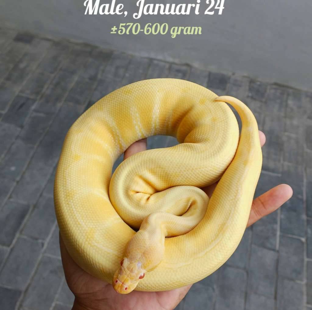 ballpython-albino-banana-pinstripe-SD4IENG6LC