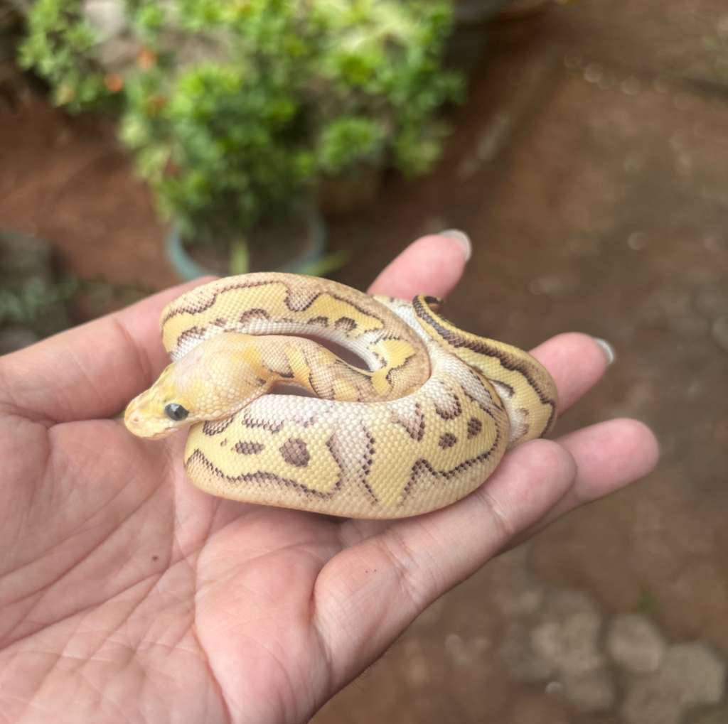 mojave-pastel-clown-poss-butter-lesser-poss-5-gen-ILNO2XW88P