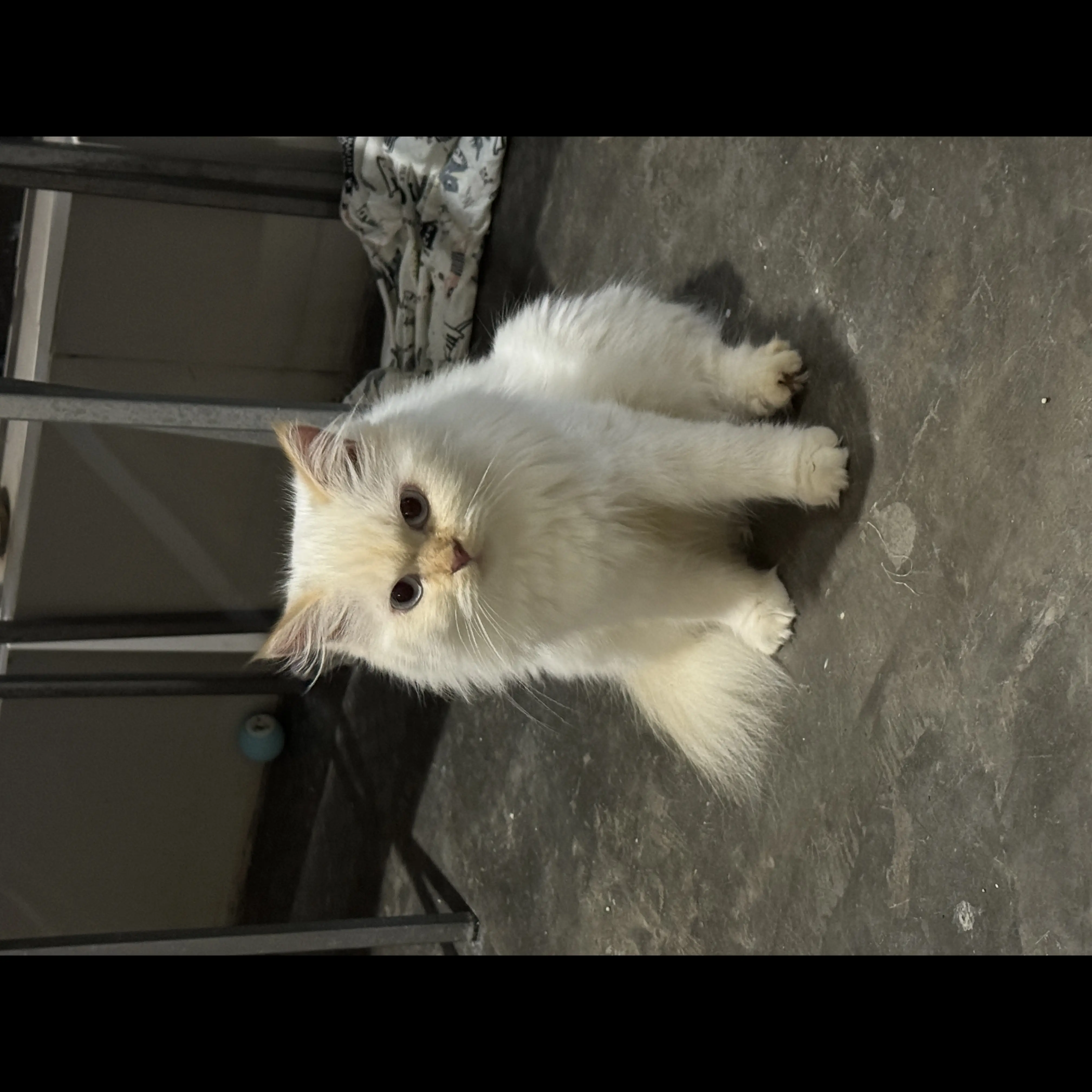 adopsi-persia-dewasa-2-tahun-Z9BBHGF0PE