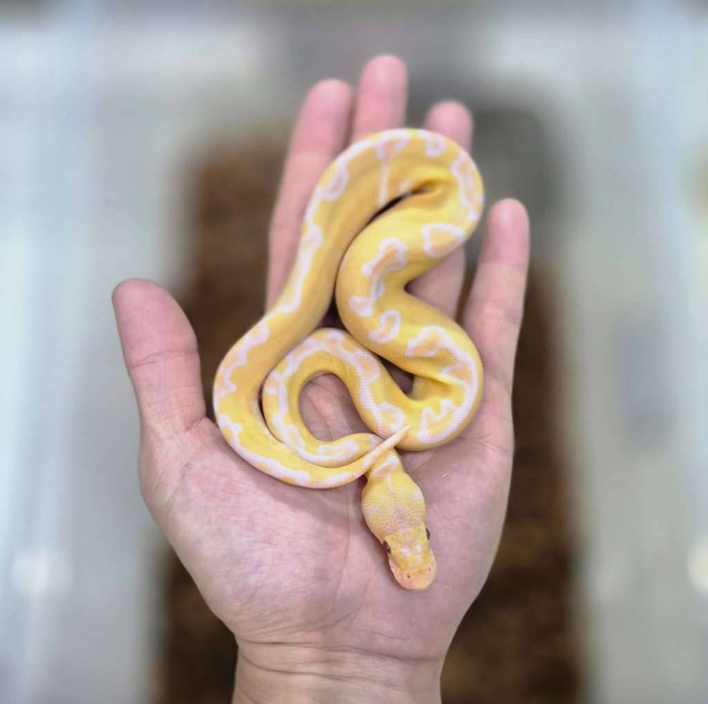 enchi-grail--lavender-albino-clown--EW5JCEOBR5