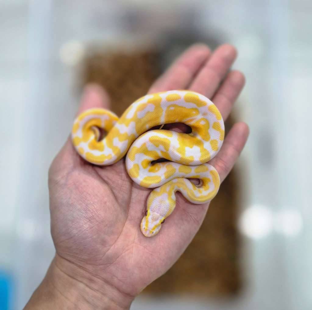 pastel-lavender--poss-enchi--ph-66-clown-GGHXW1B7JS