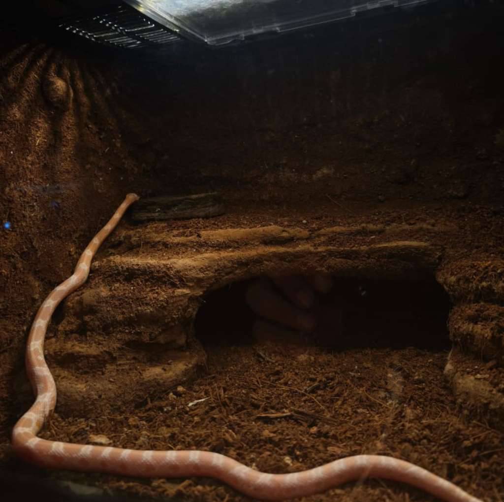 corn-snake-snow-het-ghost-LL350HOSMR